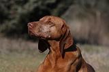 VIZSLA poil court 081